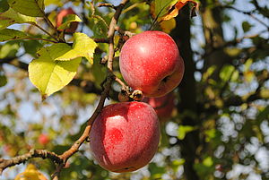 zwei rote Äpfel am Baum