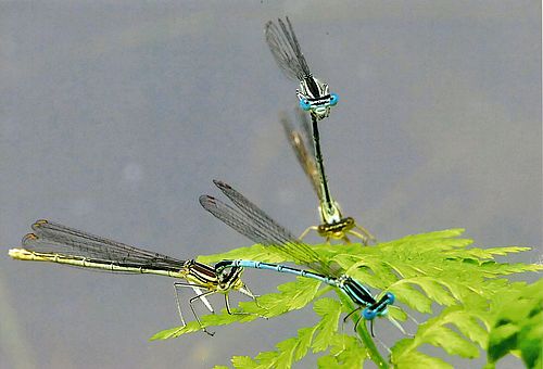 Libelle Azurjungfer