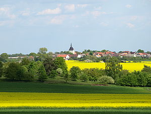Blick über blühende Rapsfelder auf Hohenleipisch