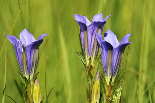 drei Blüten vom Lungenenzian