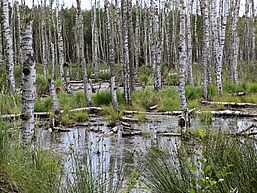 Bruchwald Birken teils liegend, teils stehend im Wasser dazwischen aufkommendes Grün