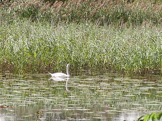 Wasserfläche mit breitem Schilfgürtel im Hintergrund. Ein Schwan schimmt im Wasser.