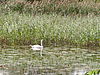 Wasserfläche mit breitem Schilfgürtel im Hintergrund. Ein Schwan schimmt im Wasser.