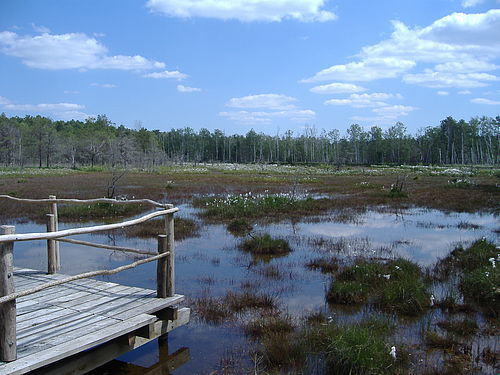 Blick auf das alte Moor im Loben mit Wasserfläche und Wollgras im Hintergrund. Auf der linken Seite ist noch die Moorblattform zu sehen.