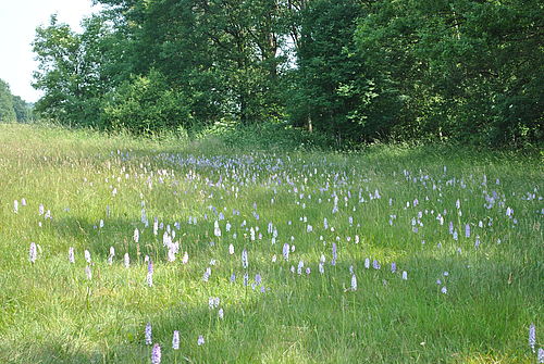 Wiese mit Orchideen im Hintergrund Wald