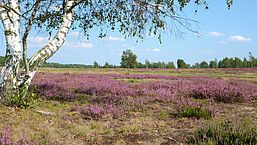 Am linken Rand steht eine verzweigte Birke, daneben blüht die Besenheide und am Horizont ist der Waldrand erkennbar