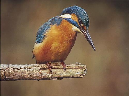 Eisvogel sitzt auf Ansitz