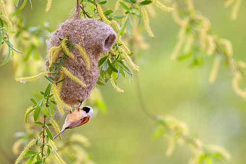 Beutelmeise an ihrem Nest hängend