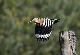 Wiedehopf im Flug