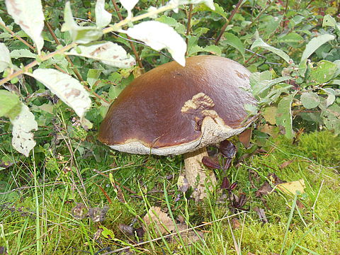 Pilz - Marone