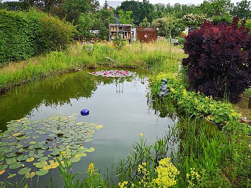 Ein Gartenteich mit vielen Pflanzen am Ufer und Seerosen auf dem Wasser. Im Hintergrund steht ein sogenanntes Insektenhotel aus Holz.