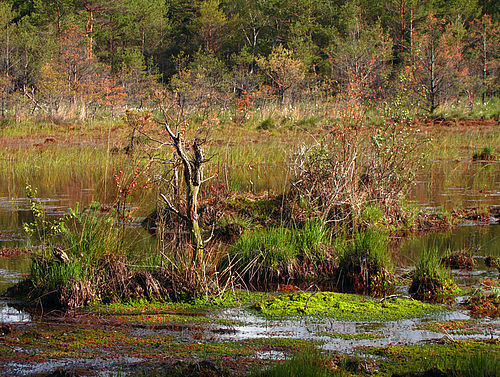 moorige Landschaft mit Wasserflächen, Moos, teils abgestorbenen Gehölzen im Herbst
