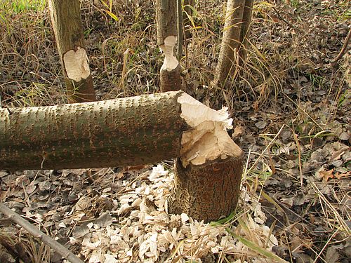 frischer Biberschnitt - gefällter Baum