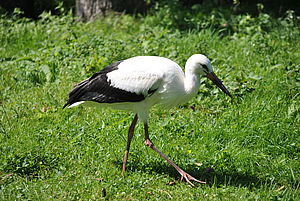 Weißstorch schreitet auf Futtersuche über Wiese