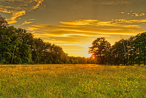Goldene Abendstimmung über Wiesenlandschaft am Floßgraben. Im Hintergrund stehen Bäume.