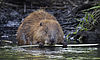 Foto: Der Biber ist ein Landschaftsarchitekt / Conny W. - VDN