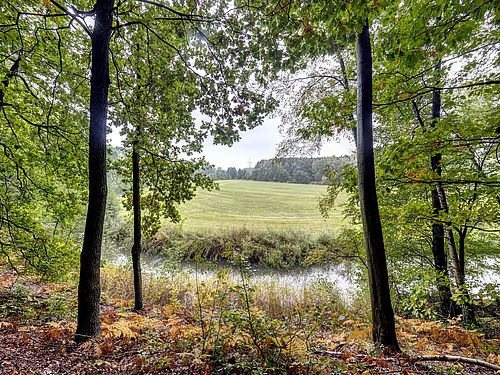 Blick zwischen Bäumen hindurch auf die Flussschleife am Heiligen Hain