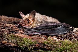 Fledermaus liegt auf Baumstamm
