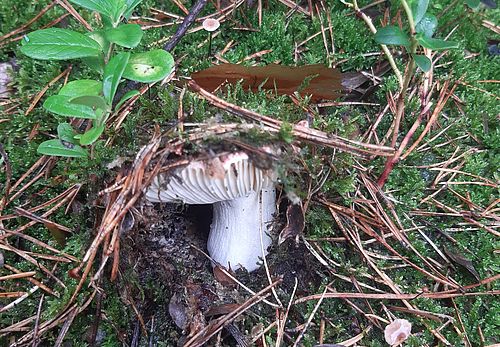 Pilz wächst unterm Moos versteckt, Foto: Susann Nitzsche, Lizenz: Naturwacht Brandenburg