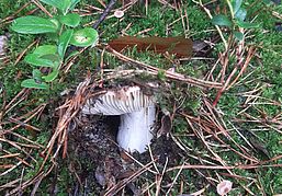 Pilz wächst unterm Moos versteckt, Foto: Susann Nitzsche, Lizenz: Naturwacht Brandenburg